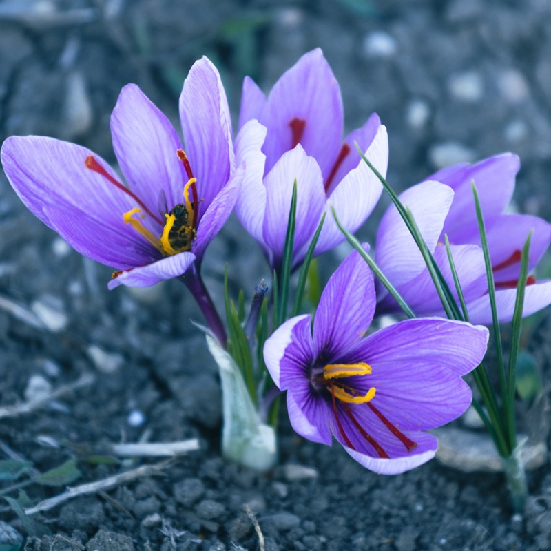 サフランの花